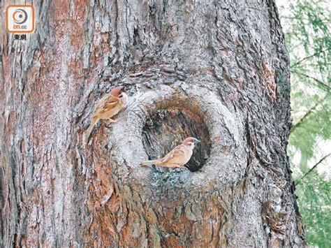 麻雀在家築巢 樹怎麼畫